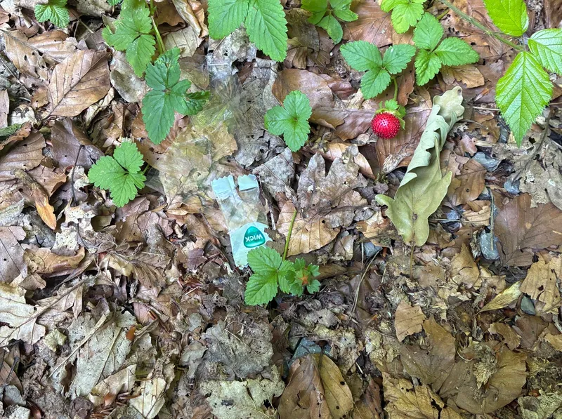 Kreisforstamt appelliert: Müll gehört nicht in den Wald