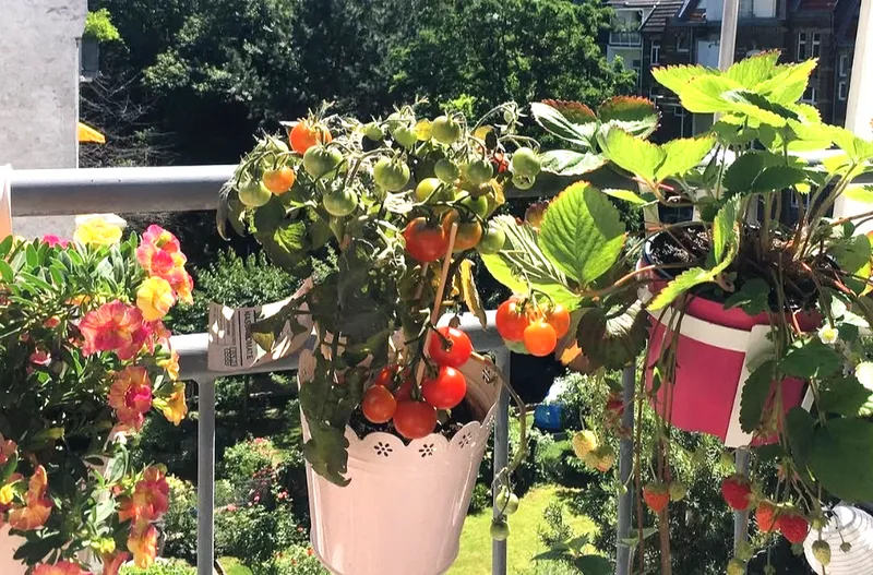 Was kann ich jetzt pflanzen? So wächst dein Balkongarten Monat für Monat