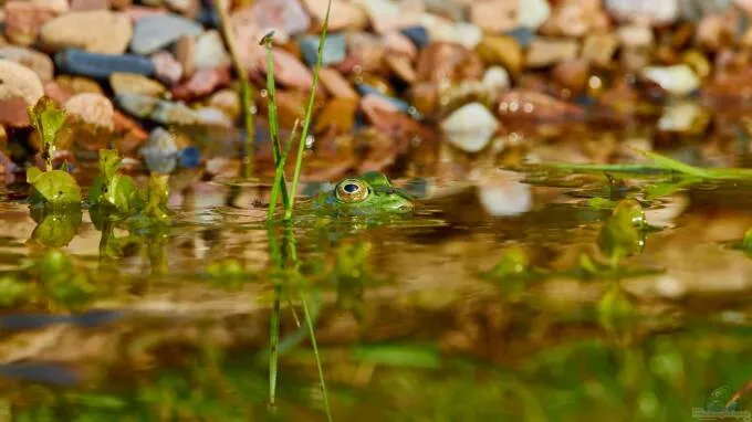 Keine Frösche im Gartenteich? Warum manche Teiche einfach unentdeckt bleiben von Tom