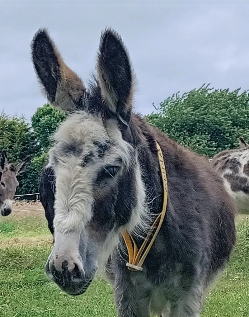 Irlands Esel und das Donkey Sanctuary, Co. Cork