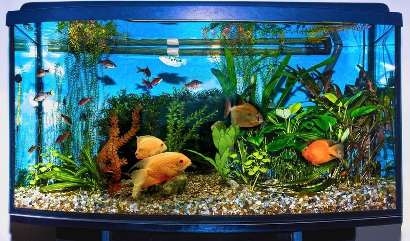 Lust auf ein Aquarium?