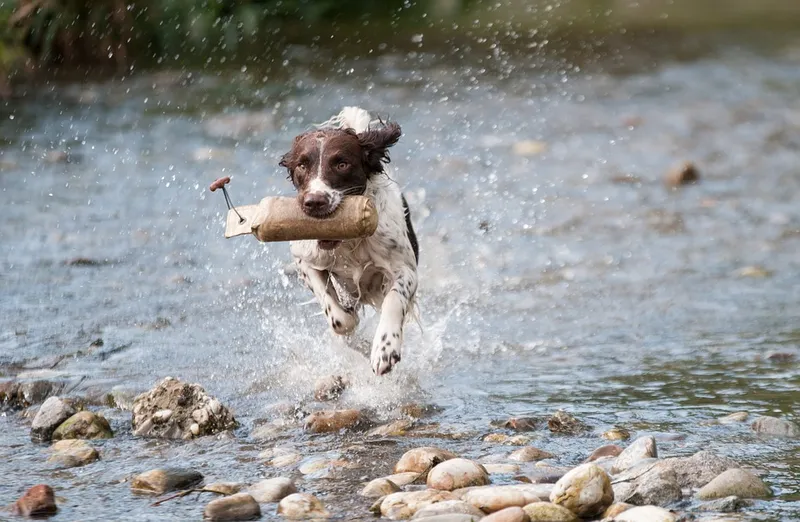 Wo Hunde in Hamburg baden können