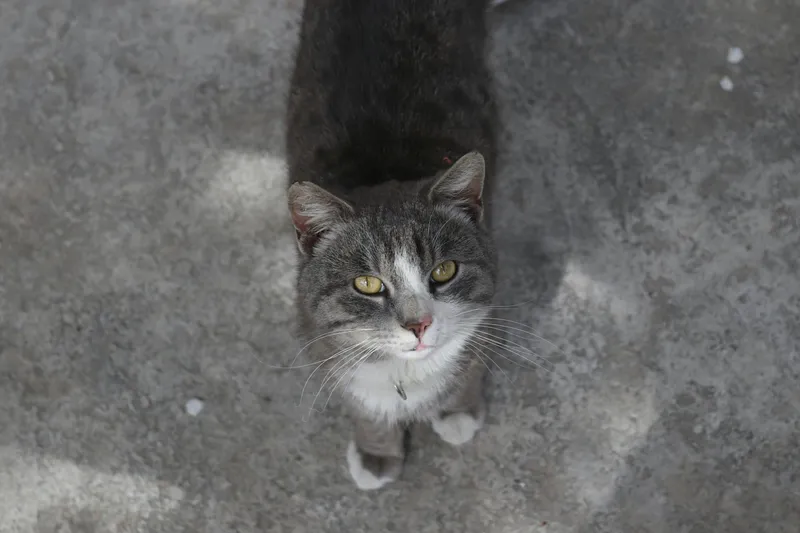 Shelma Katzenfutter Test – Inhaltsstoffe und Qualität im Fokus