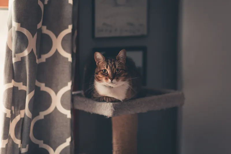 Taurin für Katzen: Kostenloser Rechner von Taurin für die Katze