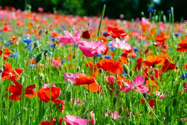 Romantische Überraschungen: Wie Blumen Gefühle ausdrücken
