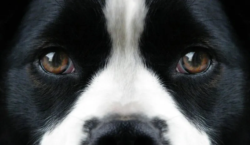 Erste Hilfe TROTZ Hund