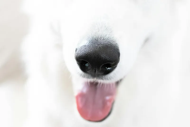 Erste Hilfe beim Hund