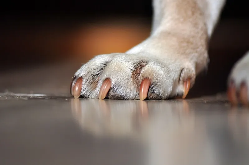How to Get Your Dog Used to Paw Shoes: 5 Simple Steps