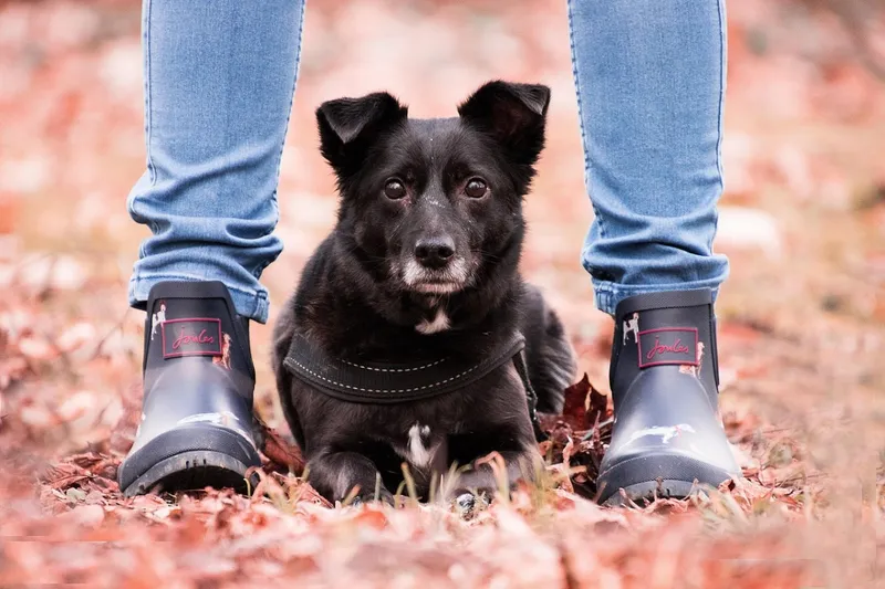 Wie gewöhne ich meinen Hund an Pfotenschuhe? So geht‘s in 5 einfachen Schritten