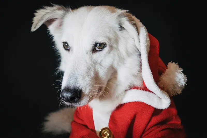 Dog Christmas: Take a Moment to Thank Your Dog