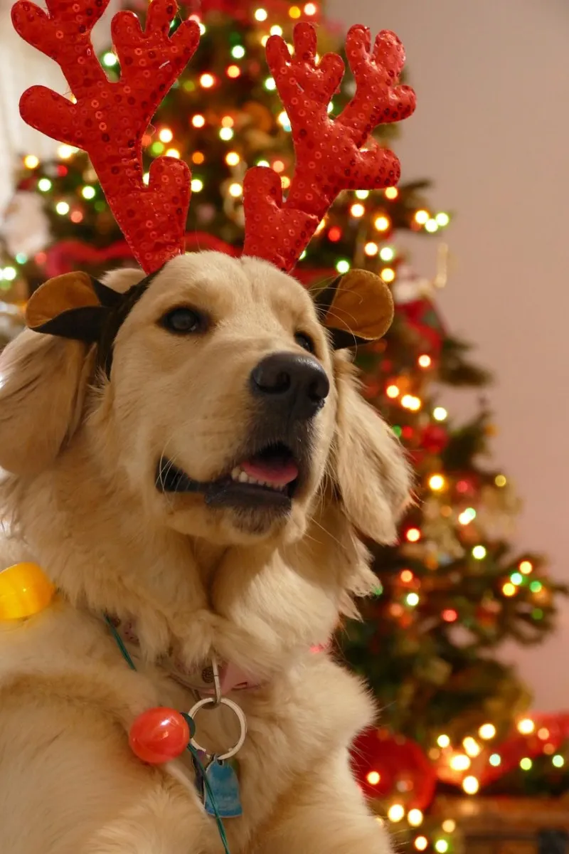 Hundeweihnachten: Bedank dich mal bei deinem Hund
