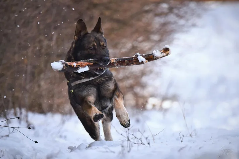 Schneegastritis beim Hund – erkennen, vorbeugen, behandeln