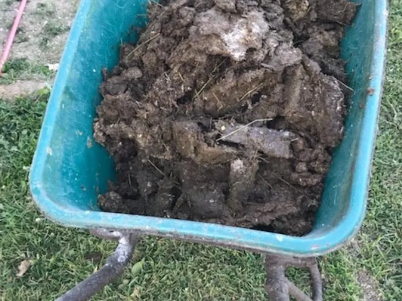 Gartenarbeit im Januar: 13 Dinge