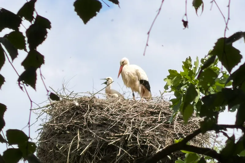 Neuer Rekord bei Weißstörchen in der Region Hannover