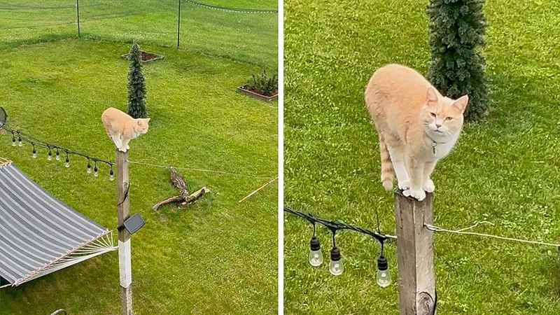 Video: Cat „Pierre“ gets himself into trouble on a post