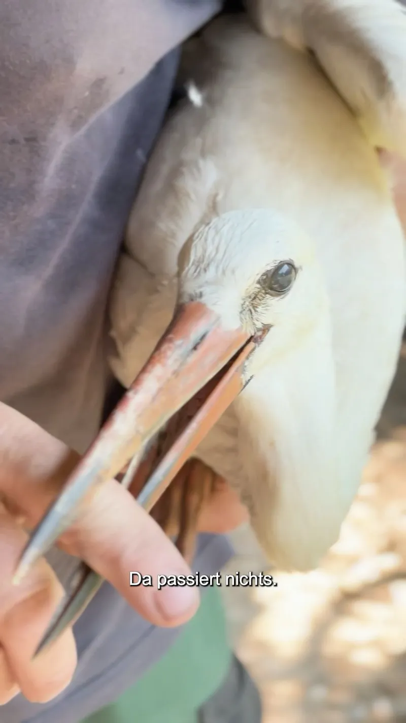 Video: Der Uehlfelder Storchenretter