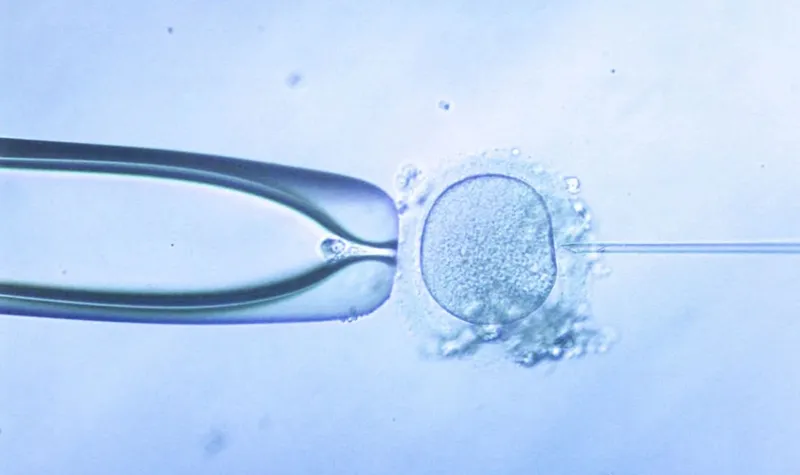 IVF-Reform: Österreich entlastet Paare finanziell beim Kinderwunsch