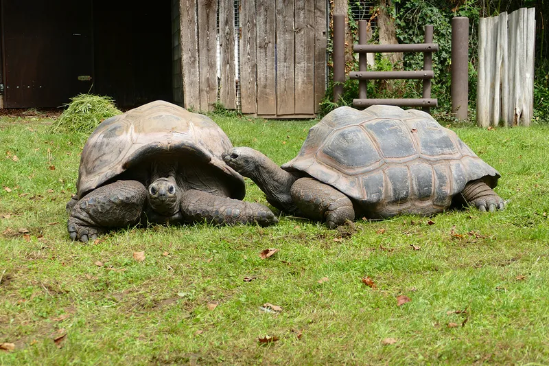 Spendenlauf im Zoo Heidelberg