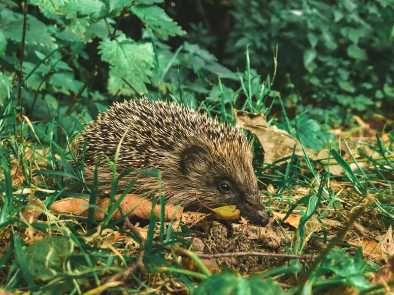 Hortus – eine Bewegung schafft Gärten der Artenvielfalt