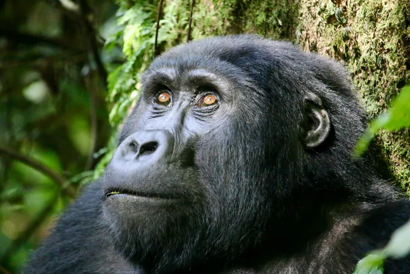 Begegnung im Nebelwald: Wie bewusster Tourismus Berggorillas in Uganda rettet