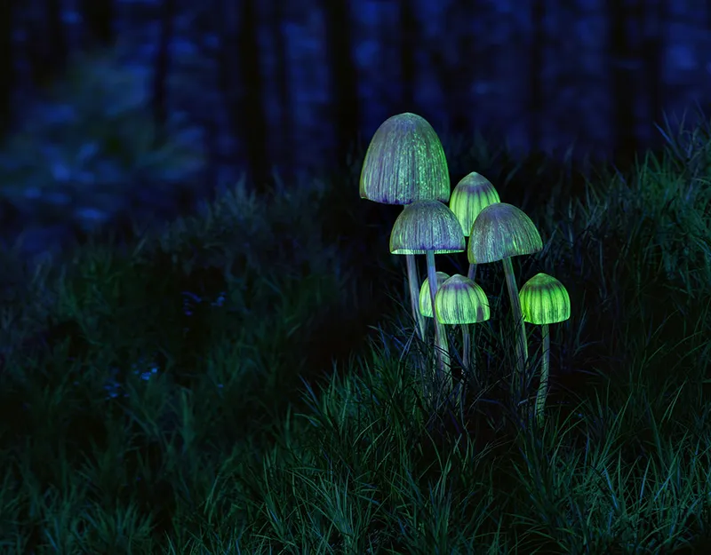 Biolumineszente Pilze – Licht aus der Natur