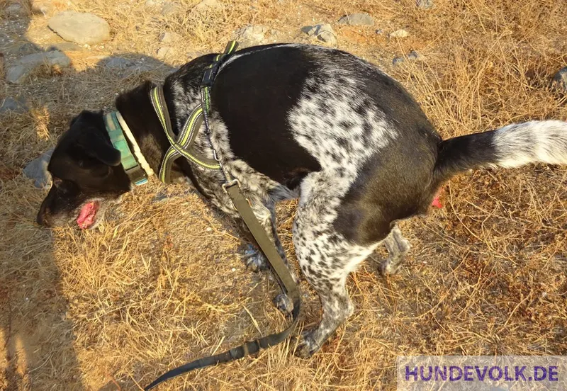 Stuhlgang-Verstopfung bei Hunden
