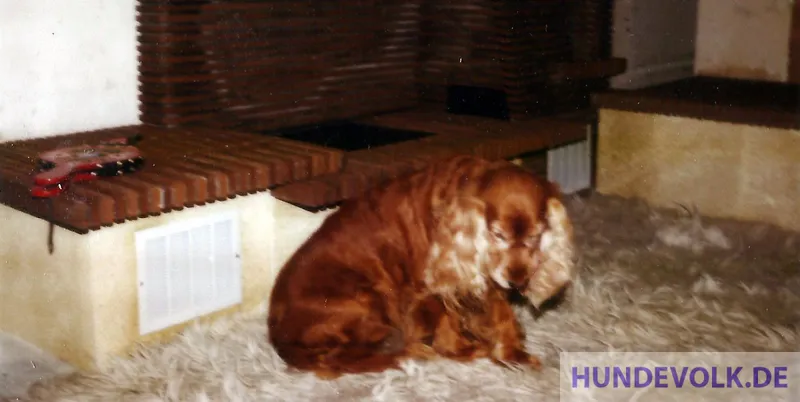Pflege älterer Hunde