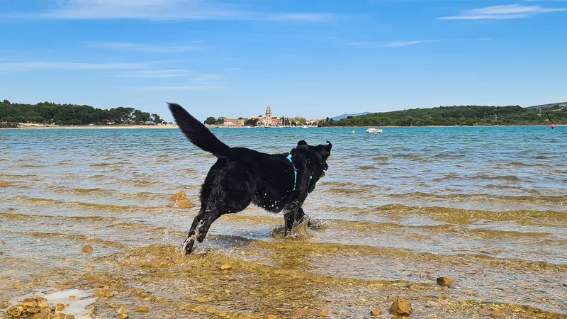Lopari Camping Resort: Ancampen im Frühling auf Lošinj
