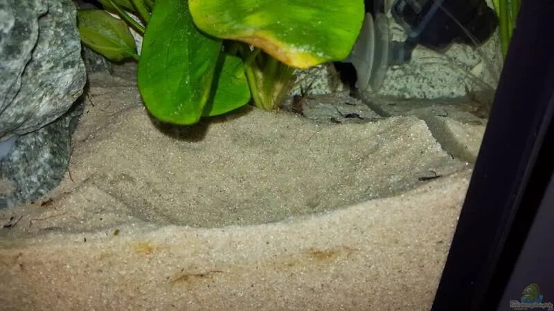 Balzgruben bei Malawibuntbarschen: Bedeutung, Verhalten und Beobachtung im Aquarium von Tom