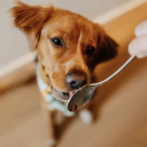 Was dürfen Hunde nicht essen?