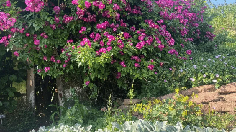 Die 3 größten Fehler bei der Gartengestaltung und wie du sie vermeidest