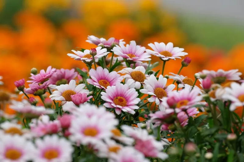 Pilze im Garten züchten: Welche Arten auf Holz und Stroh wachsen