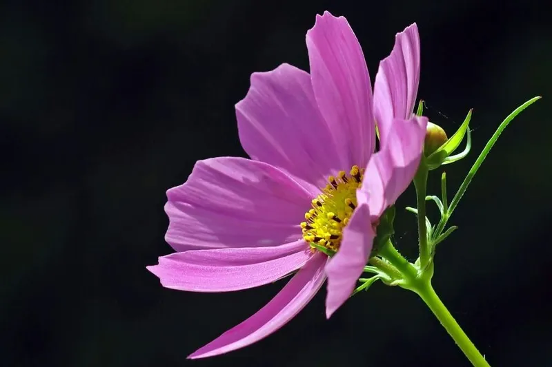 Blausternchen im Garten ansiedeln: Zarte Frühblüher richtig vermehren