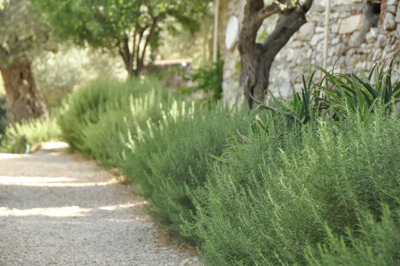 Mediterrane Kräuter als duftende Beeteinfassung