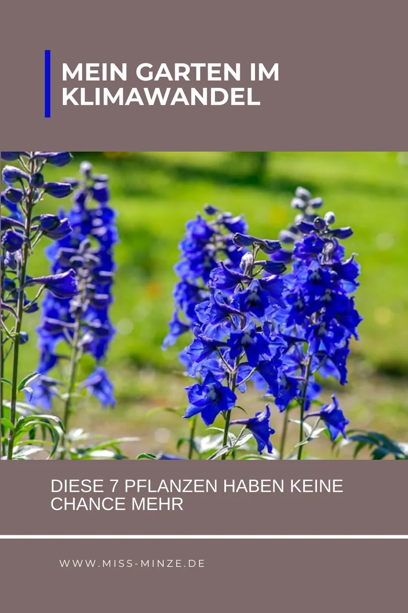 Diese Pflanzen setze ich nicht mehr – ein ehrlicher Blick nach 10 Gartenjahren