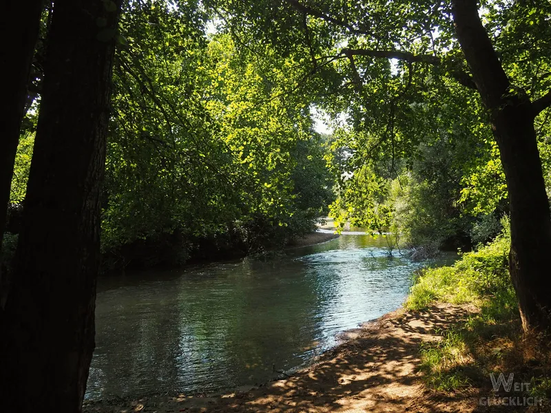 Foto des Monats Juni 2026 – Sommer im Wald