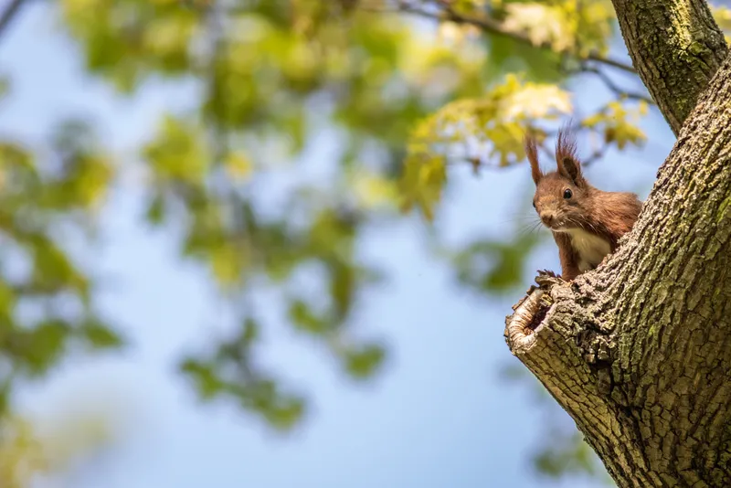 NABU: Tierische Spitzensportler aus Niedersachsen – Parallel zu den Finals 2026 zeigt Niedersachsens Tierwelt erstaunliche Leistungen in Kraft, Ausdauer und Geschicklichkeit