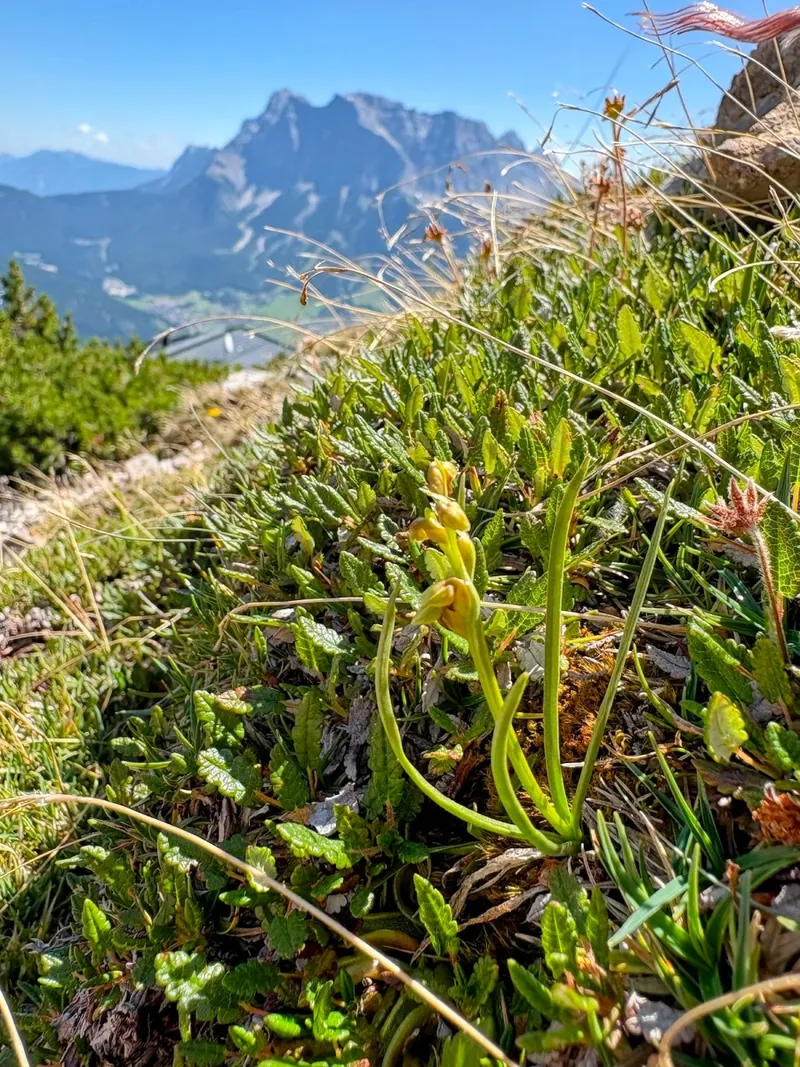 Die Suche nach der seltensten Orchidee in den Tiroler Bergen