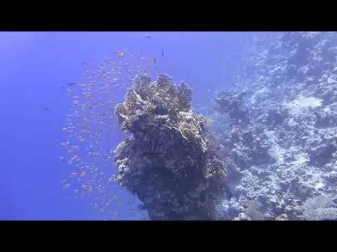 Tauchen im Roten Meer - Fischschwärme
