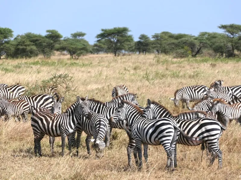 FAQ – Safari in Tansania