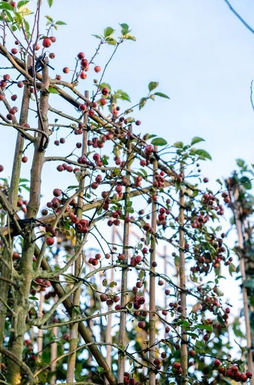 Vier Spalierbaum-Anbieter, die Gartenbesitzer in Schwerin kennen sollten