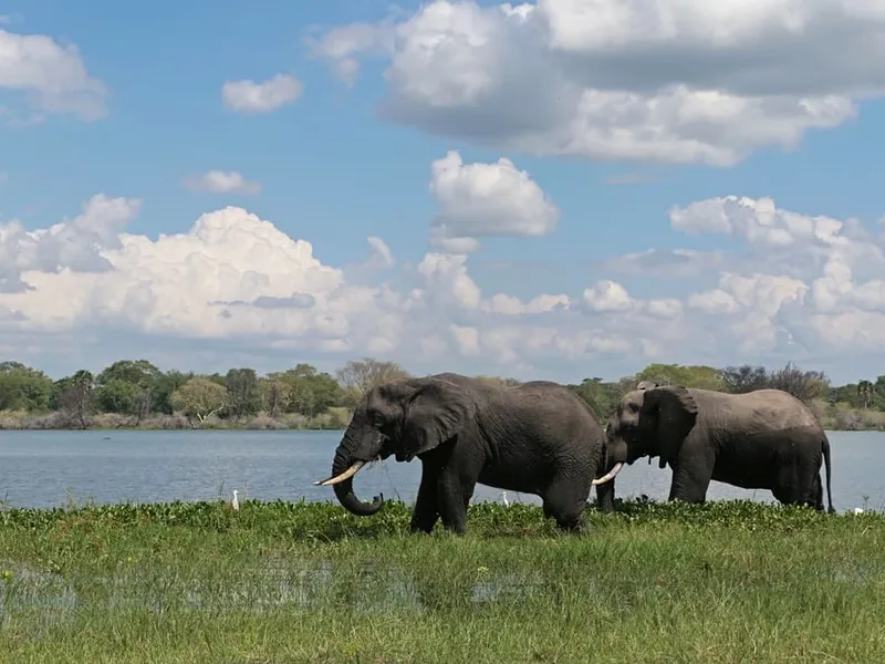 Der ultimative Leitfaden für eine Safari in Malawi