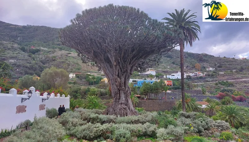 Drago Milenario Drachenbaum – Der tausendjährige Drachenbaum in Icod de los Vinos, Teneriffa – Geschichte, Legenden und Tipps für deinen Besuch!