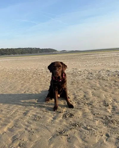 Das Heimweh, das ein Hund weckt