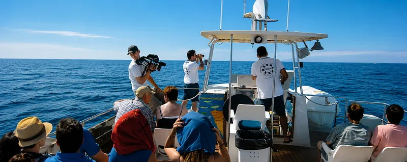Teneriffa: Wale und Delfine. Walbeobachtung vor Los Gigantes