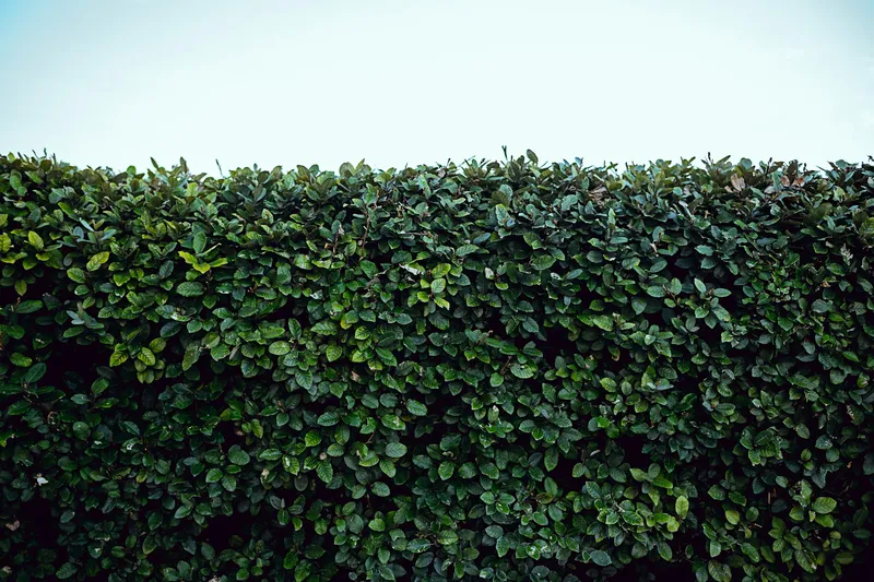 Wie du deinem Garten eine neue Atmosphäre verpasst