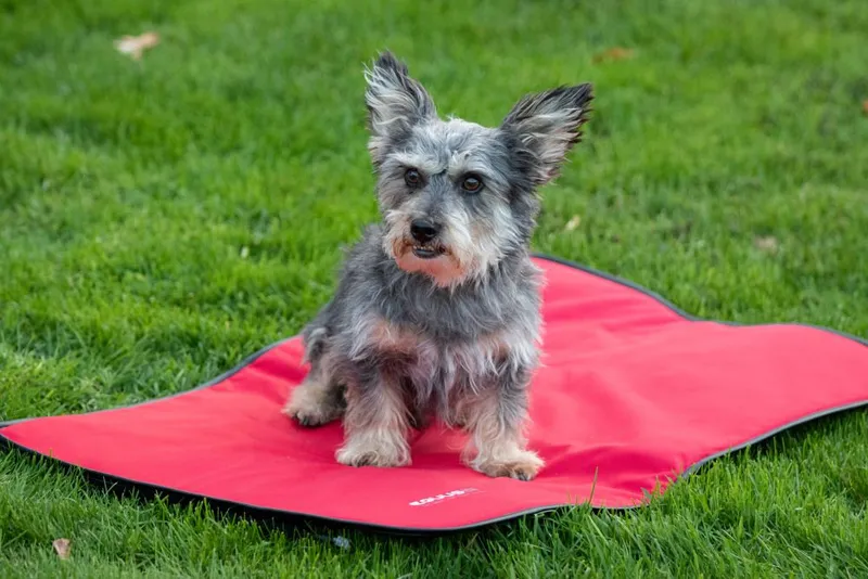 EQUUSIR BIOS HOME – Hundedecke für große und kleine Hunde