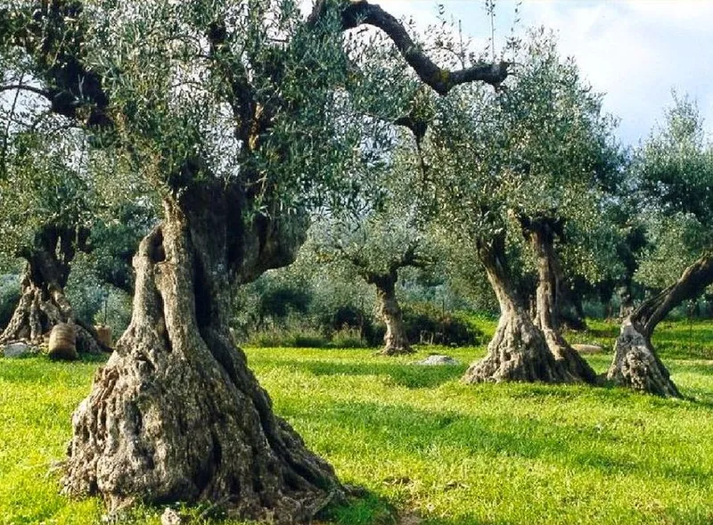 Kreta im eigenen Garten: Mediterranes Flair mit dem richtigen Wintergarten.