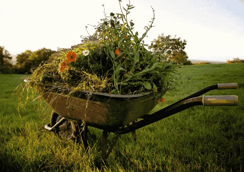 Dein Garten-Glossar: Von A wie Ärger bis Z wie Zauber