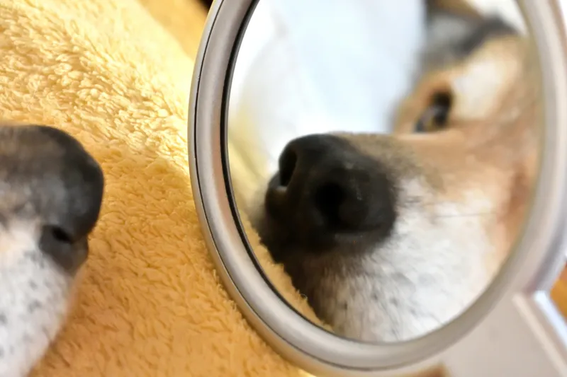 Mein tierischer „Fellnasen“-Rant